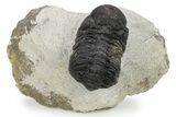 Bargain, Austerops Trilobite - Ofaten, Morocco #273065-1